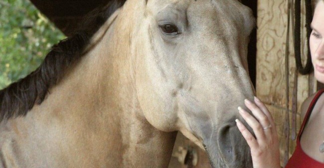 Wat je kunt leren van een paard
