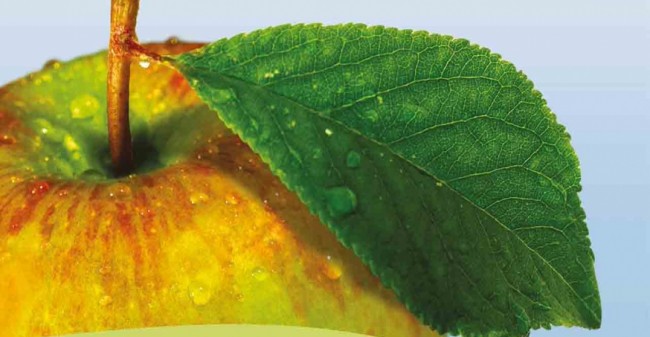Verantwoord afvallen met Metabolic Balance