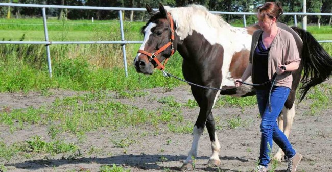 Leren van paarden