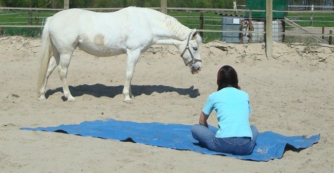Het paard als coach