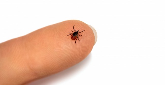 Zeeland risicogebied voor Lyme, de sluipende ziekte