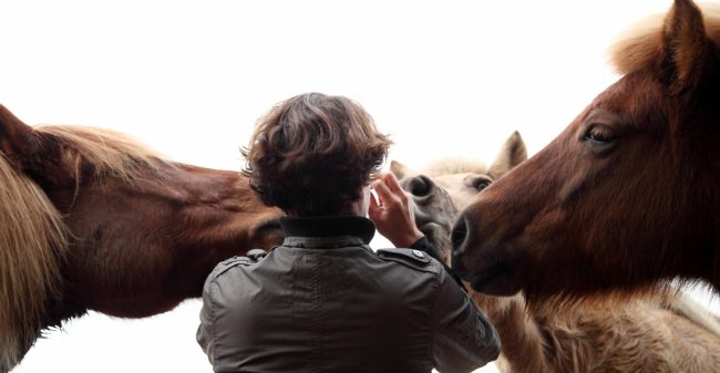 De kracht van directe feedback van paarden