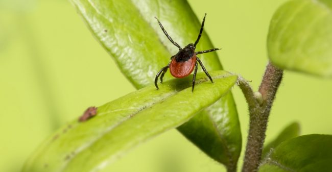In juli 2016 is de piek van het tekenseizoen