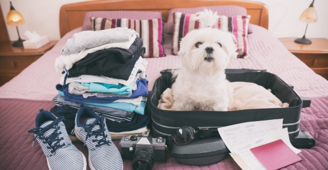Vakantie stress?