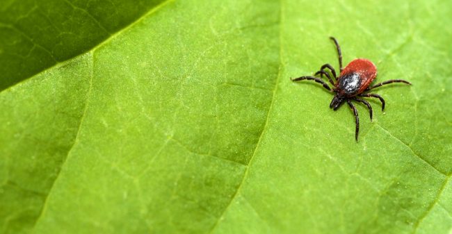 Lyme aanpakken met licht