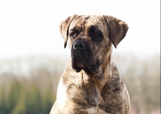Leren van een Hond