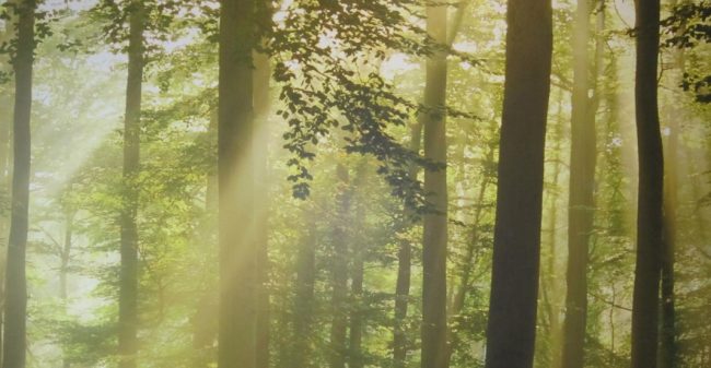 Ervaar jouw kracht in ontspanning