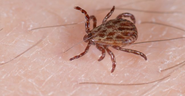 Positief effect bij ziekte van Lyme
