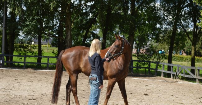 Hoe een paard jouw bedrijf kan helpen
