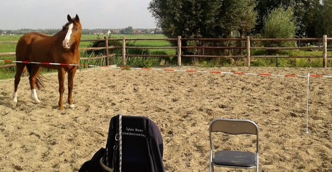 Van inzicht naar uitzicht met hulp van paarden