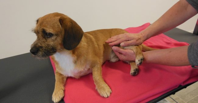 Reiki helpt jou én je hond