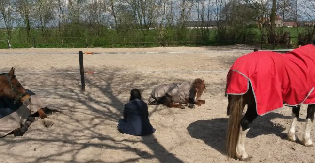 Ziekte en herstel met hulp van paarden