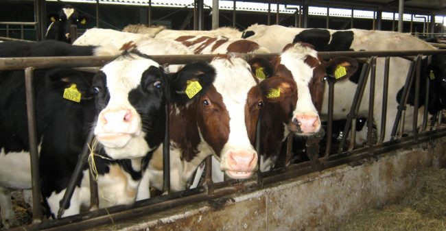 Groeien op de boerderij