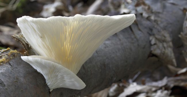 Medicinale paddestoelen hebben de toekomst