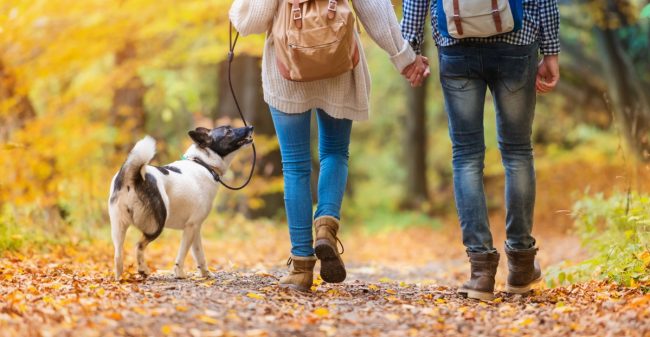 Lyme: het sluwe, kleine sluipmoordenaartje