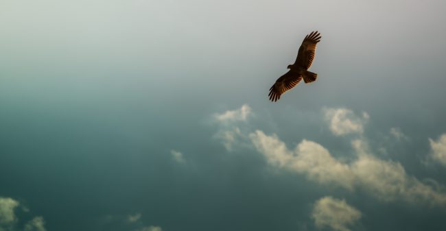 De tattoo-vogel die voor altijd wegvloog