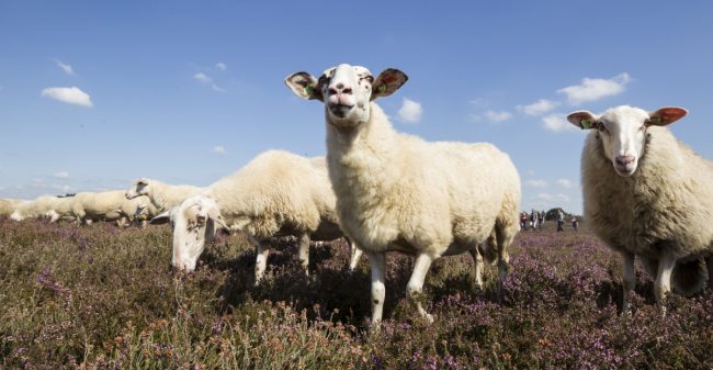 De laatste ademtocht en dan?