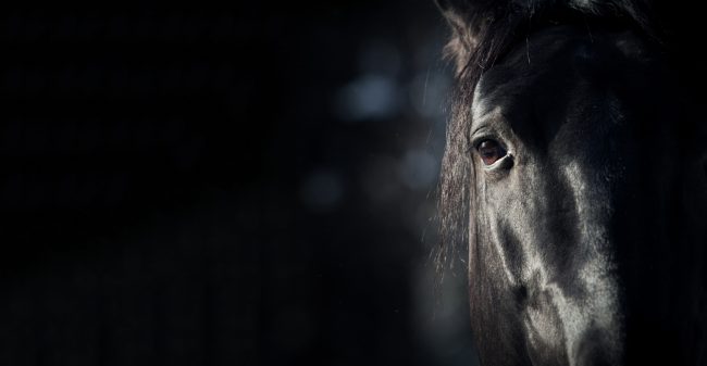 Leren van je paard