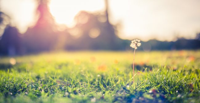 Het gras groeit niet sneller door eraan te trekken