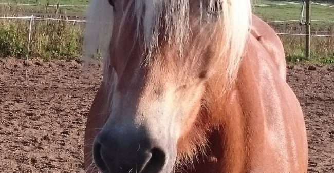 Kom tot je kern met paardencoaching
