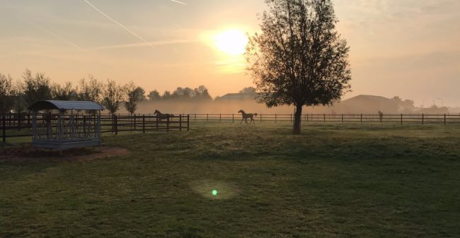 ‘Leer van wat het paard je te vertellen heeft’
