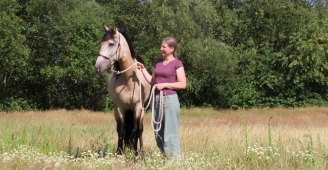 Laat paarden je helpen!
