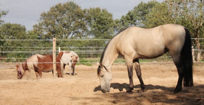 Laat paarden je helpen!