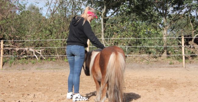 Laat paarden je helpen!