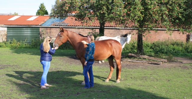 Het paard als leidraad voor je gevoelens