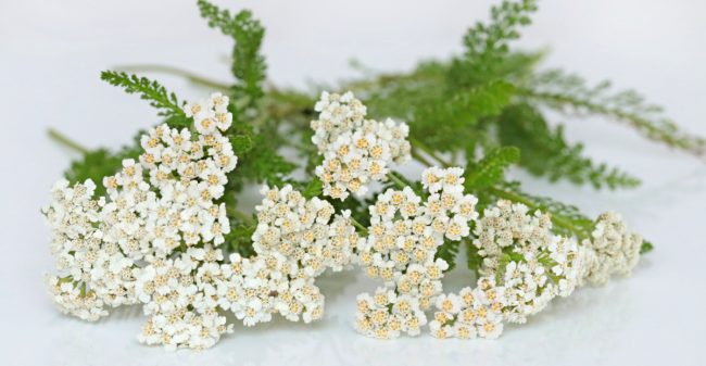 Homeopathie als stressmanager