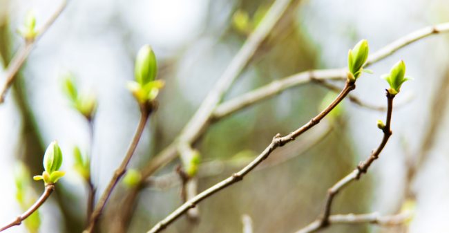 Herstellen, met hulp uit de natuur