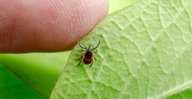 Een kleine beet met grote gevolgen