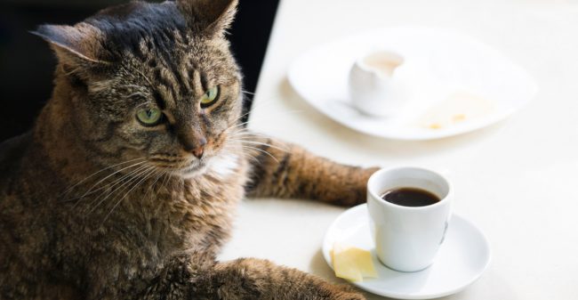 Koffietijd