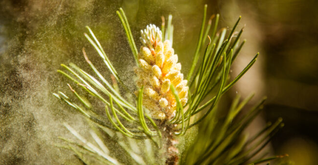 Hooikoorts: dat zien we wel weer in de lente… Of toch niet?