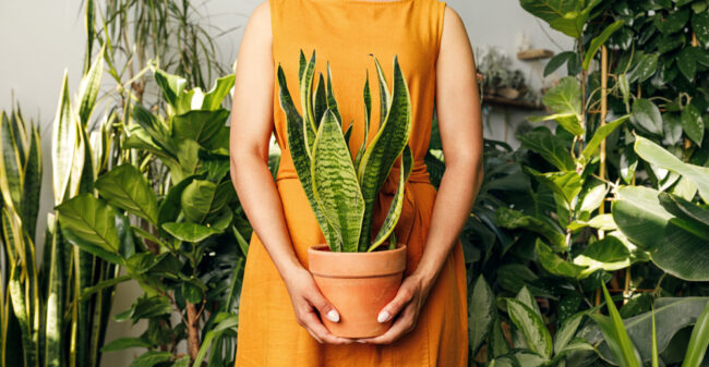 Welke planten passen bij jouw woonstijl?